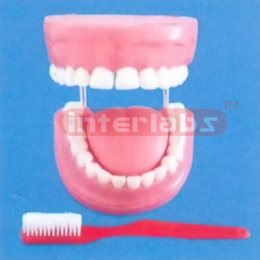 GIANT WITH TOOTH GAP FIXED DENTAL CARE MODEL WITH GIANT TOOTH BRUSH & TONGUE (ORAL HYGIENE SET, UP & LOWER JAW) (32PCS)